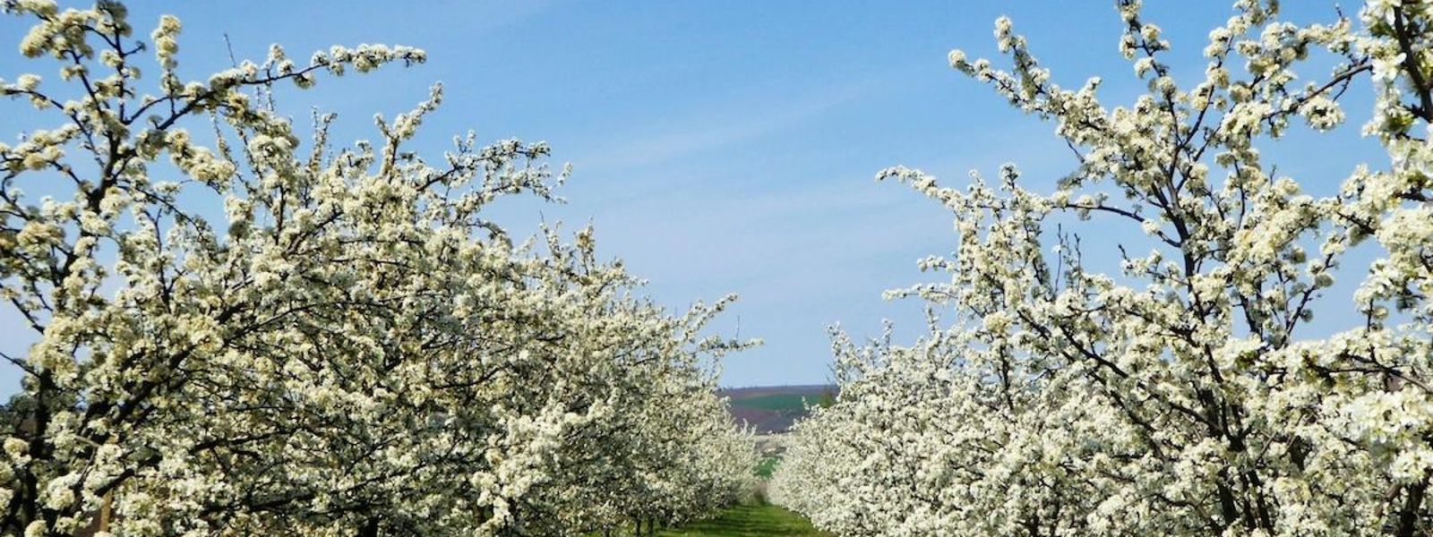 Blossoming Orchards And Gardens