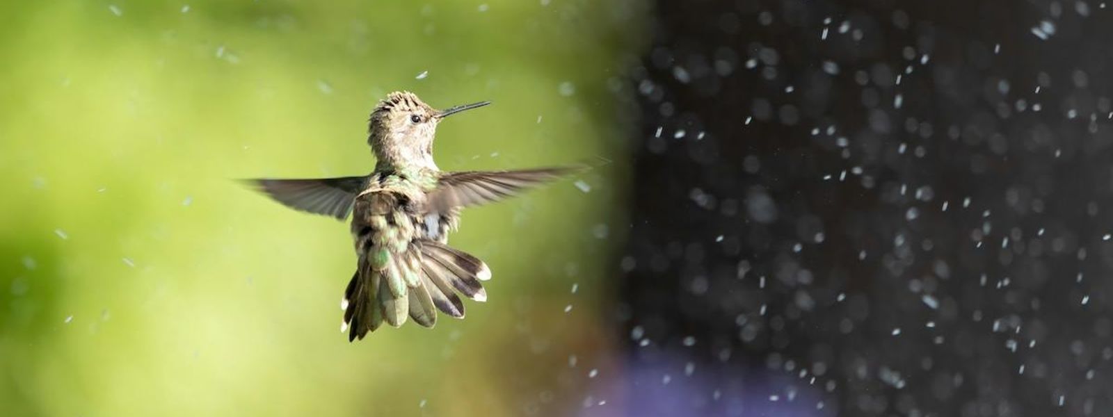 Wildlife